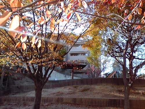 20111121.jpg