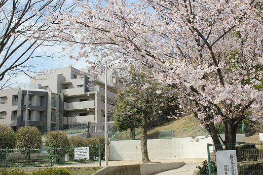 sakura1.JPG