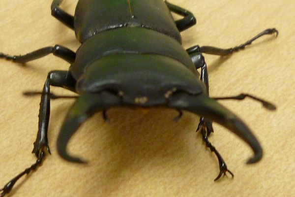 20110606.jpg