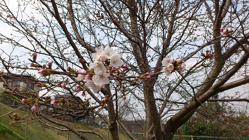 sakura1.jpg